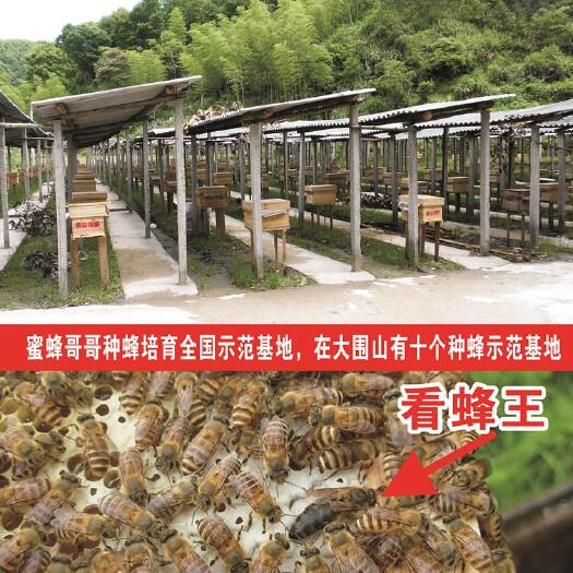 长沙中华蜜蜂  长沙中蜂种蜂蜂王蜜蜂蜂群出售专业种蜂基地