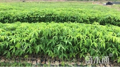 广州大腹木棉 大腹木锦