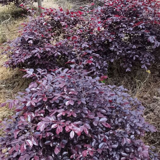奉新县 自己基地红花继木球，冠幅80-1米
