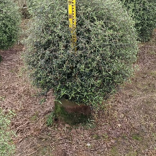 阳朔县茶花树  木樨览球