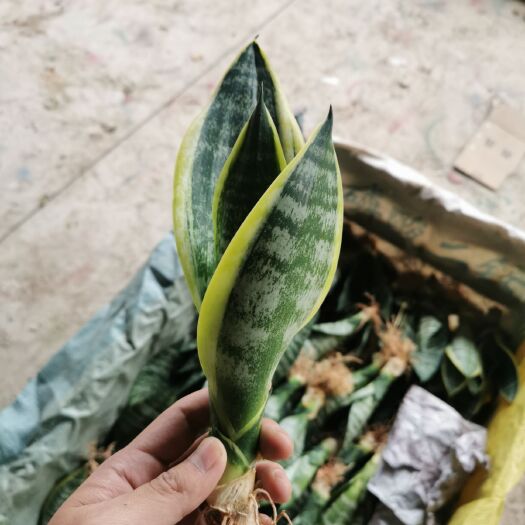 漳州虎皮兰  虎 皮兰批发金边兰白玉兰基地直发大量供应虎尾兰办公室绿植