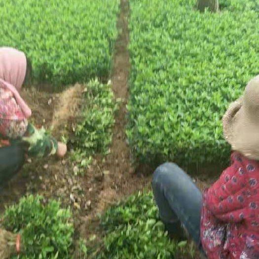 新沂市大叶冬青  冬青床苗，大量上市