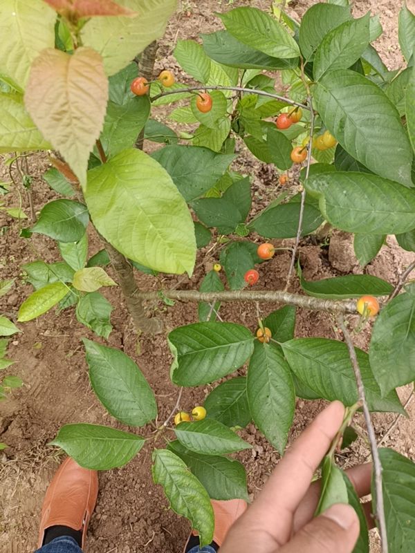 玛瑙红樱桃树苗  玛瑙红，红妃，乌克兰易结果易成活挂果大产量高。