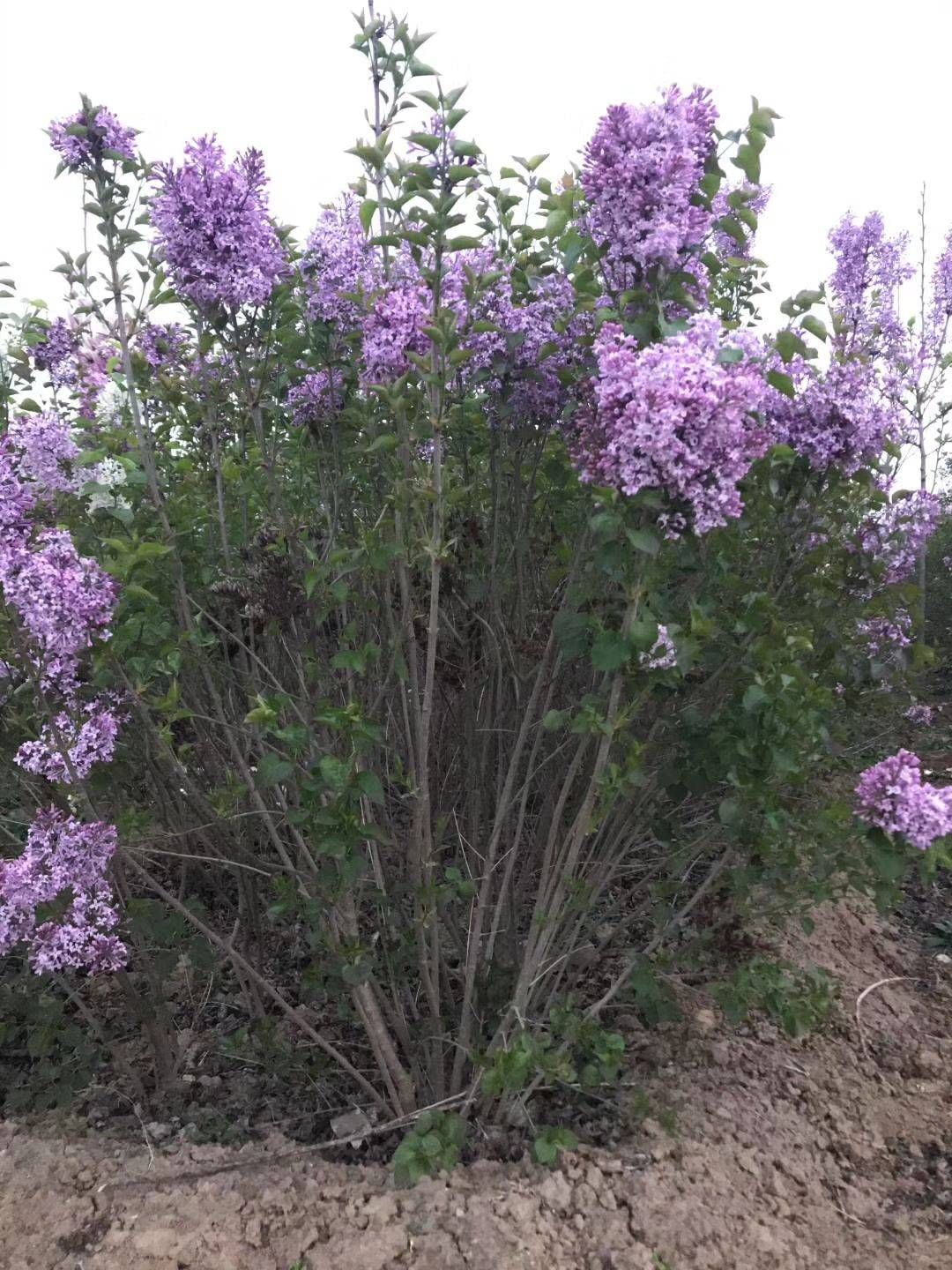 丛生紫丁香