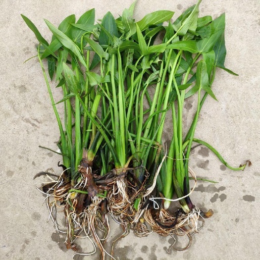 山慈菇种苗  高产茨菇苗白马蹄白慈姑特色蔬菜慈菇苗燕尾茨菇苗水生植物