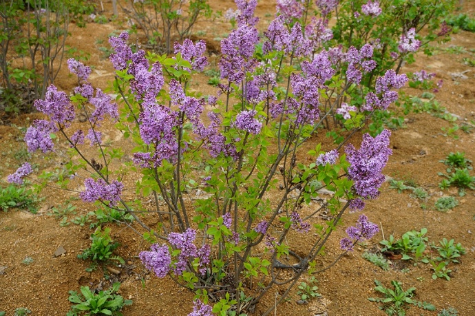 丛生紫丁香