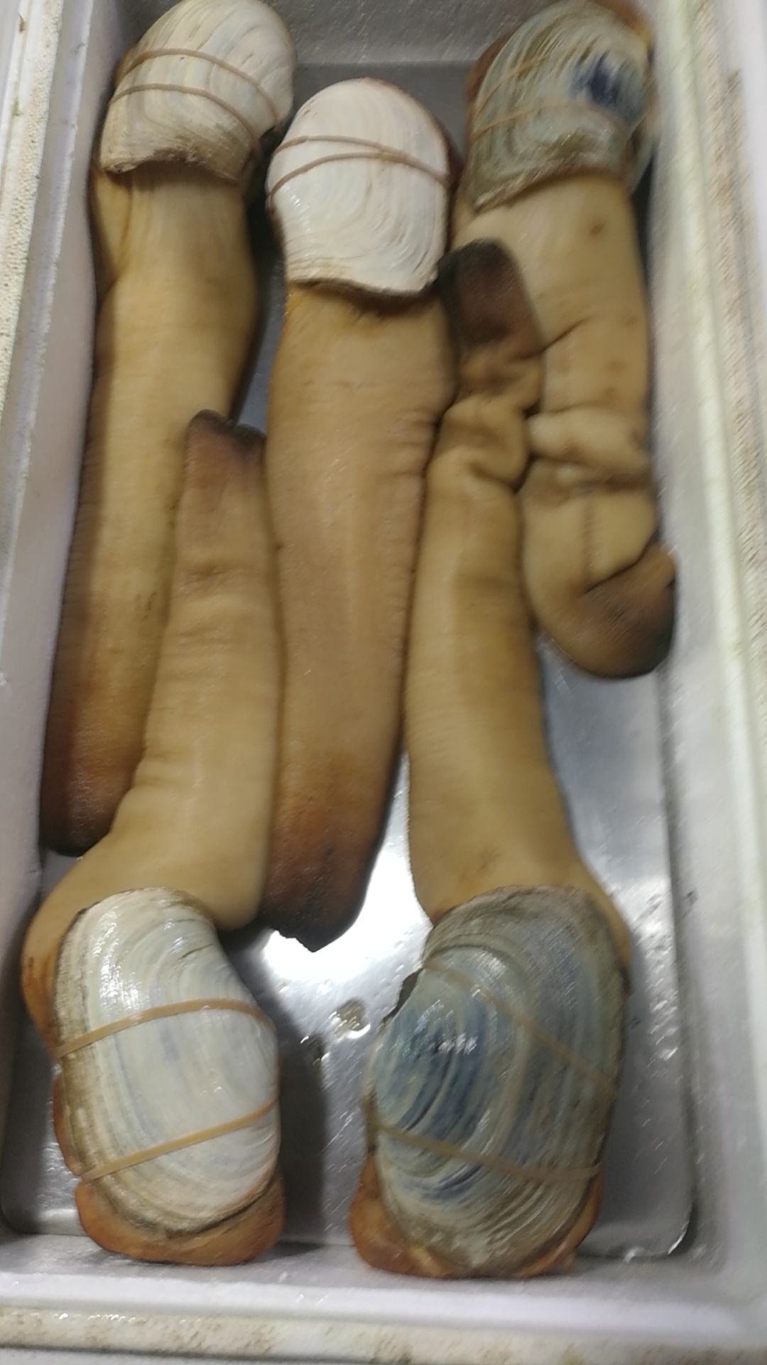  加拿大象拔蚌