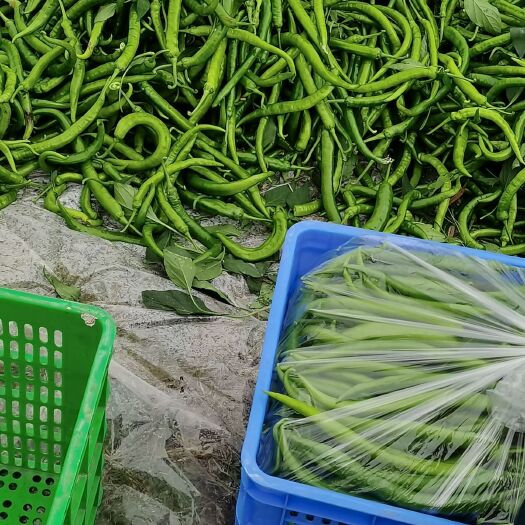 惠东县尖椒、泡椒、螺丝椒