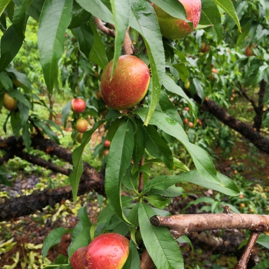 中油油桃  桂林油桃