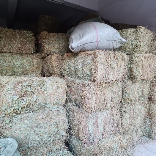 亳州金钱草新货机器捆大叶广金钱草大货