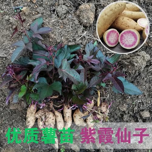 澳洲紫白红薯百科图片
