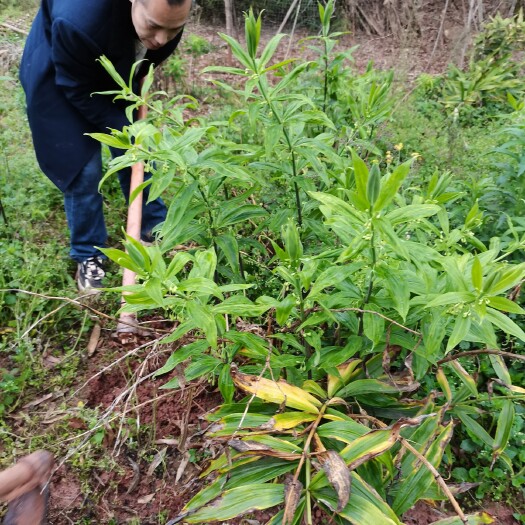 资阳 长势良好的土黄精