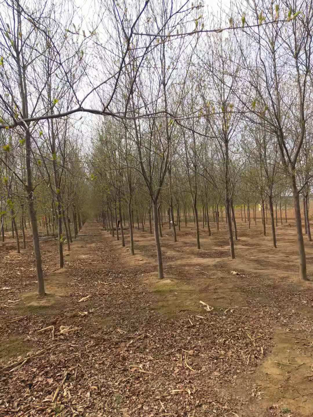 其它苗木  10-12紫叶稠李圃地苗
