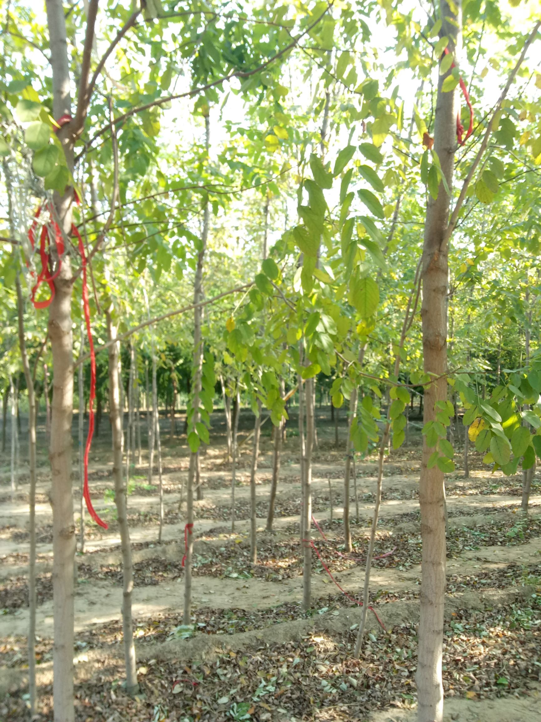 大量出售8-10-12公分平头刺槐，定植苗，成活率高！