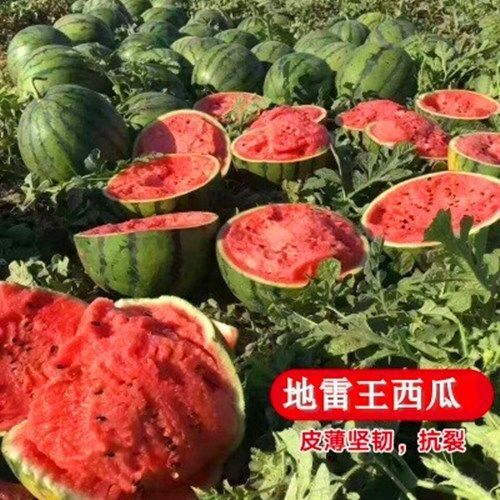 大姚县甜王西瓜种子8424红玉麒麟巨大懒汉西瓜种籽四季春季西瓜苗