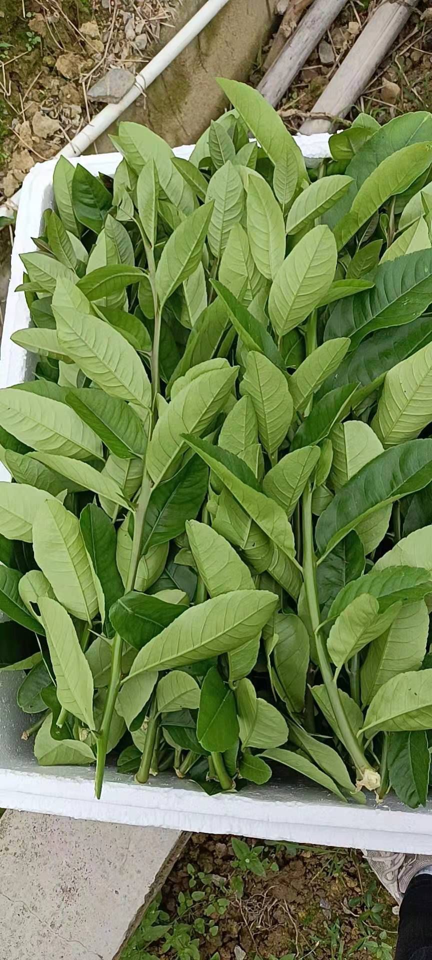 香水柠檬叶  青绿大片  味道足用于鱼生拌料等，全年有货！