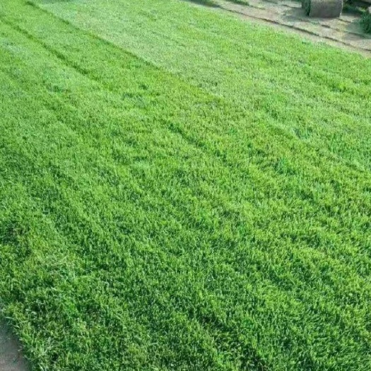 佛坪县草坪草皮草