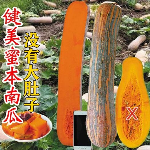 大姚县金山蜜本南瓜种子，大果高产，转色均匀果型漂亮，质量保障