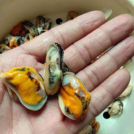 吴川市翡翠贻贝 鲜活水产 