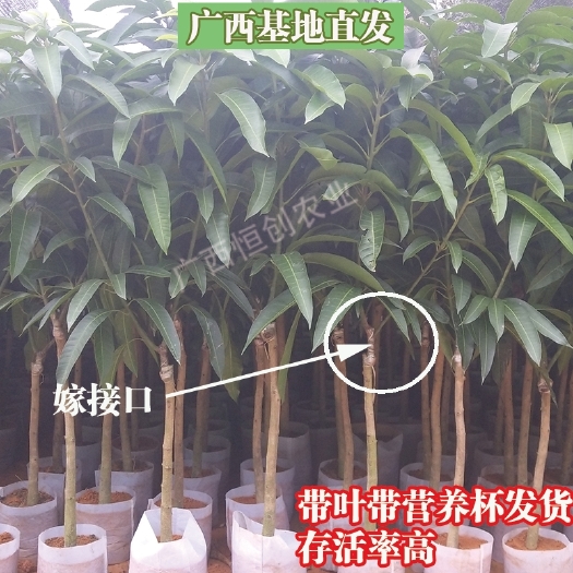 灵山县金煌芒果苗 嫁接芒果树苗金煌台农红贵妃桂七地栽盆栽南方种植当年结果