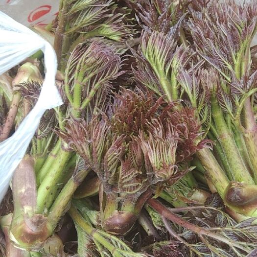大连刺老芽  刺嫩芽，山野菜的一种，口感好营养丰富，纯绿色食品