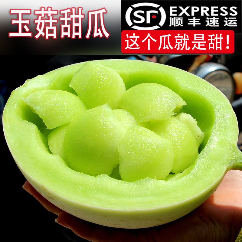 山东聊城莘县新鲜玉菇甜瓜 当日采摘现发货 产地直供批发