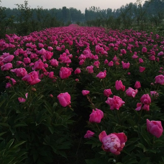 平舆县多花芍药 5月花神，芍药花