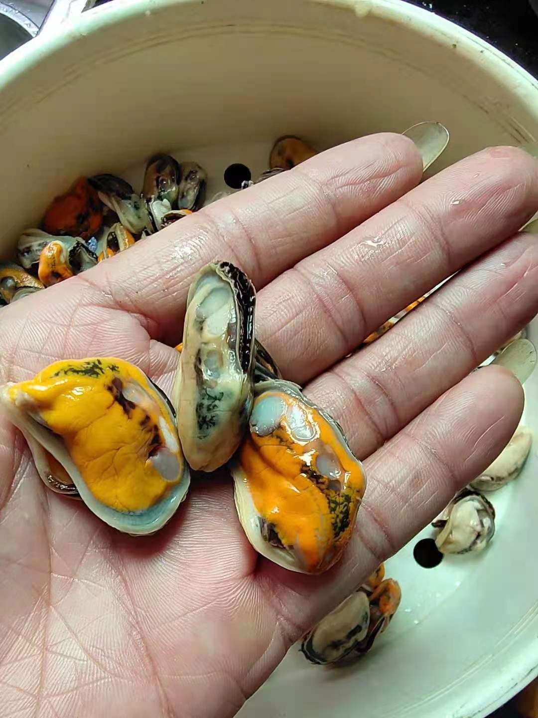 海虹 鲜活水产 