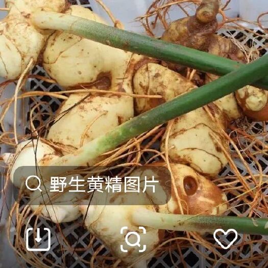 成都甜黄精 块 
