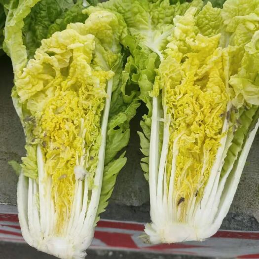 兴仁市黄心大白菜 黄心白菜，单根1.5斤左右，种植面积700亩
