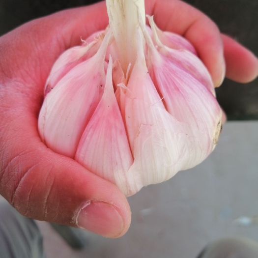 商丘白皮蒜  大蒜，精品大蒜，产地直供，货源充足，质量保证，价格低廉