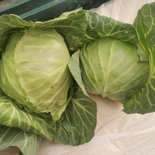 邯郸中甘系列  纯甘蓝质量好