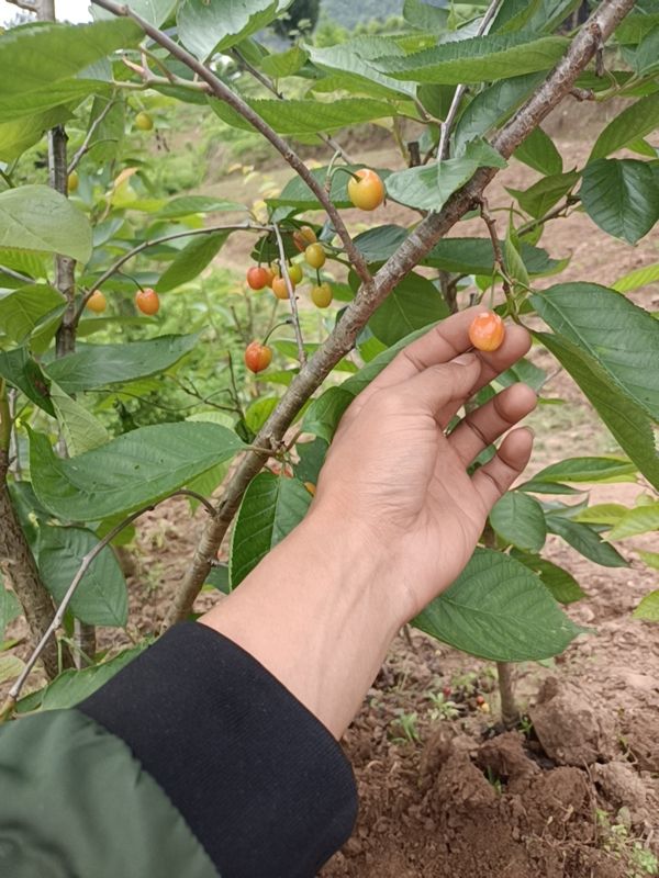 玛瑙红樱桃树苗  玛瑙红，红妃，乌克兰易结果易成活挂果大产量高。