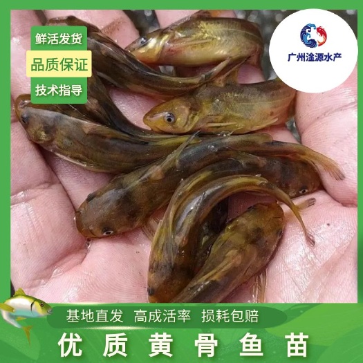 广州瓦氏杂交黄骨黄丫头黄颡鱼苗