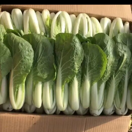 银川 小白菜