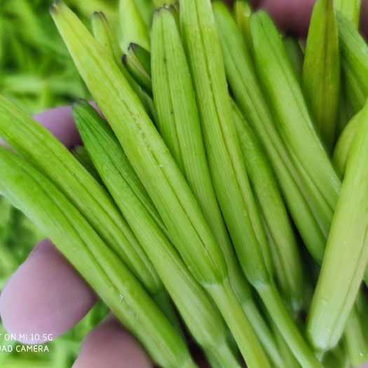 新泰市一件代发新鲜黄花菜现摘现发泡沫箱加冰袋保鲜发货金针菜