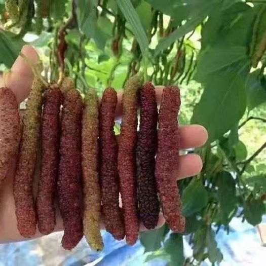 灵山县长果桑苗 嫁接苗 裸根苗 