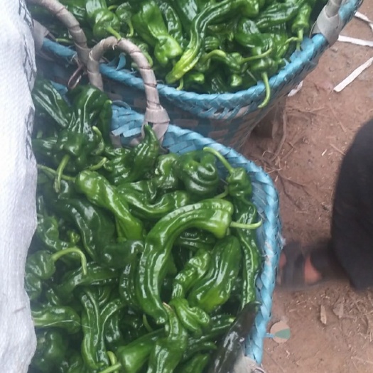 钦州皱皮椒 鲜辣椒