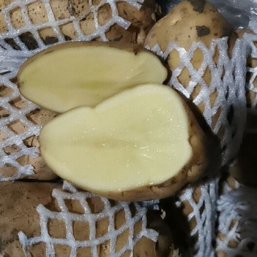 日照荷兰土豆 好货便宜