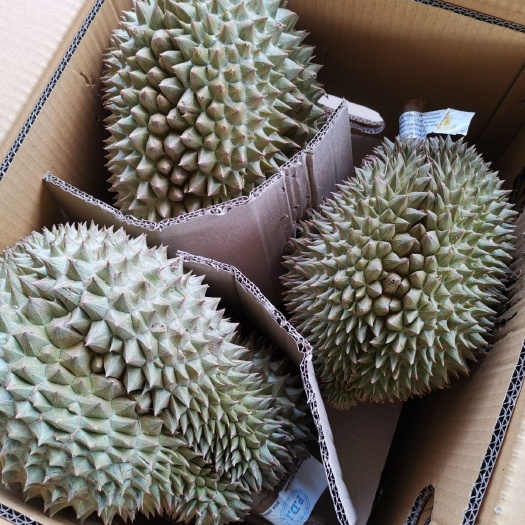 咸阳金枕榴莲 空运树上熟金枕