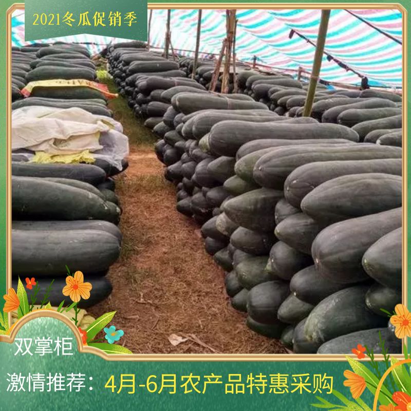 黑皮冬瓜  广西坛洛冬瓜市龙头企业直供