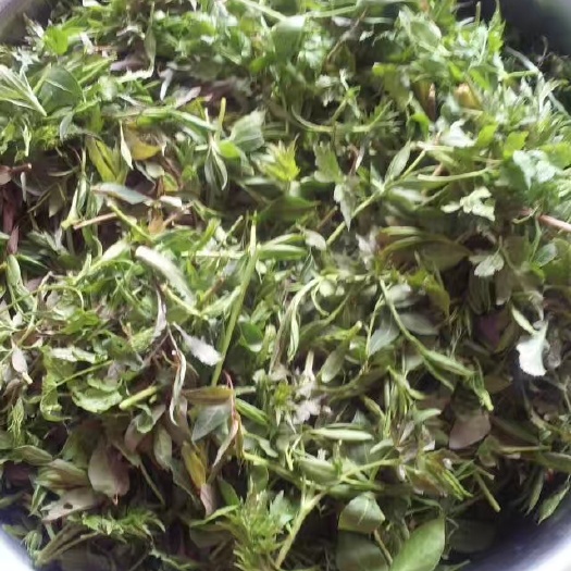 绥中县 纯山野菜  来源于大山深处的绿色食品