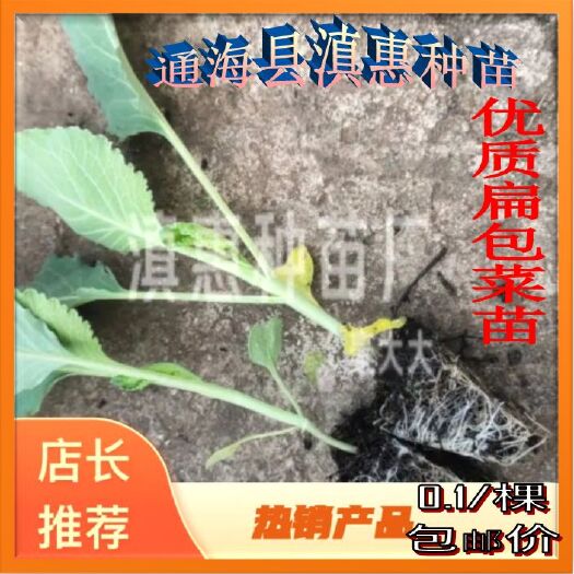 通海县包菜苗  优质京丰一号扁甘蓝（京白菜）全国包邮，基地直供。欢迎来电订购