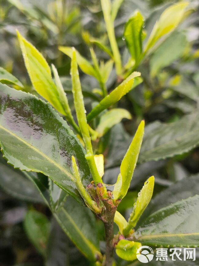 茶树苗  川九茶苗，最早的大叶茶品种