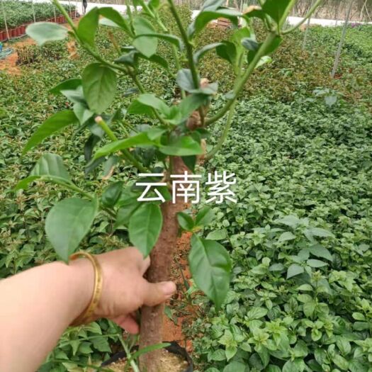 漳州云南紫三角梅 云南紫