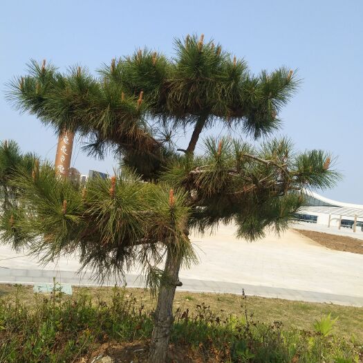 赣州雀舌罗汉松 罗汉松