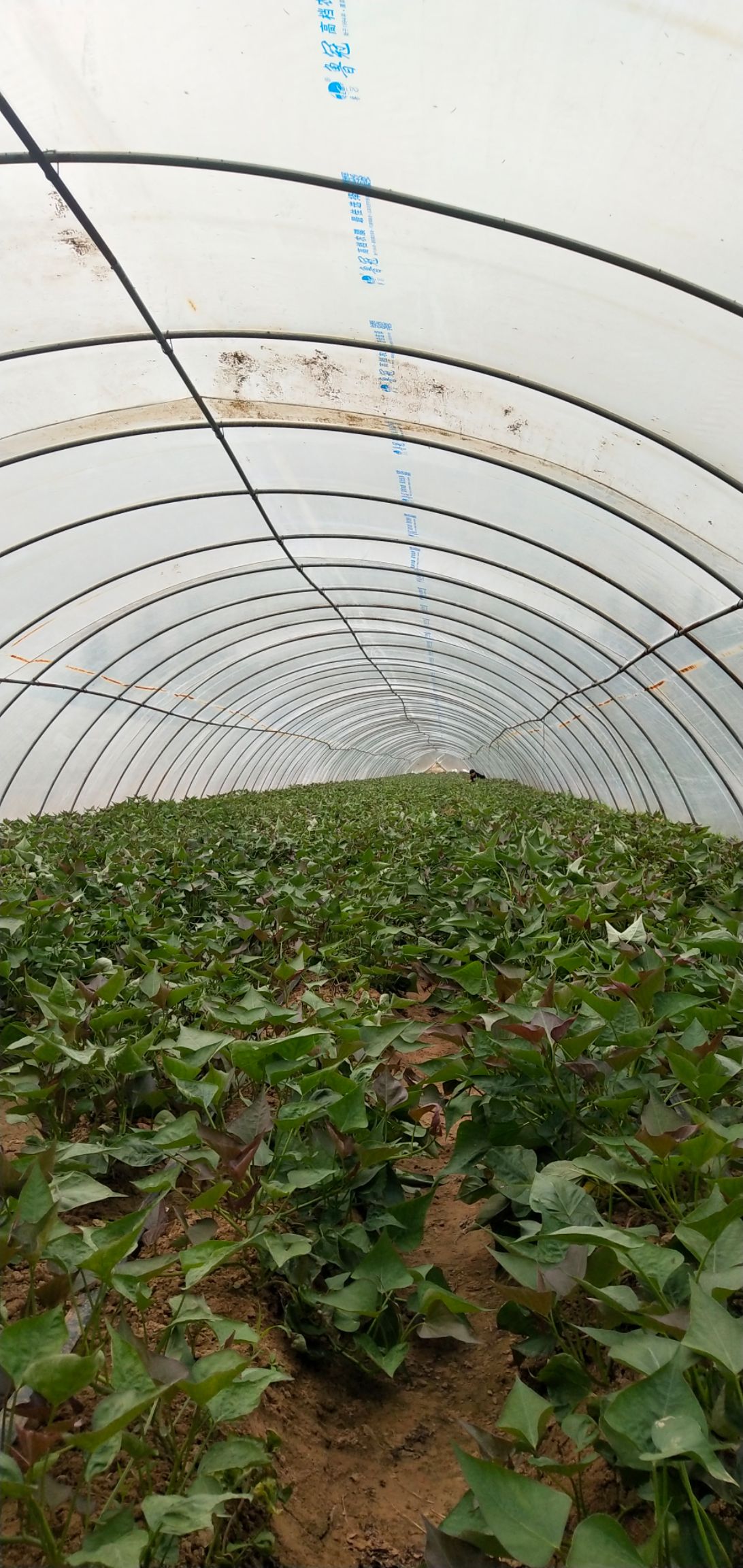 龙薯  大量供应各种脱毒种苗  西瓜红