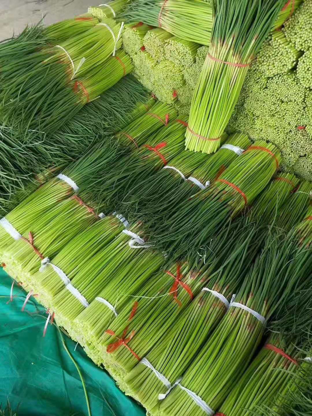 绿帽蒜苔  蒜薹，优质蒜薹，超市**，基地直发，产地直销，