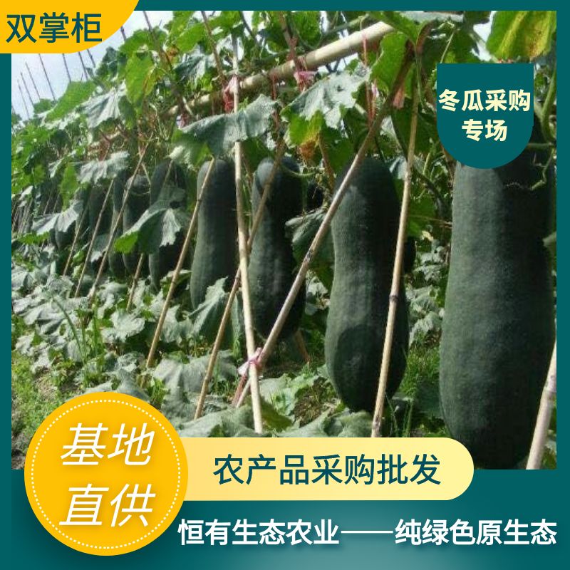 黑皮冬瓜  广西坛洛冬瓜市龙头企业直供