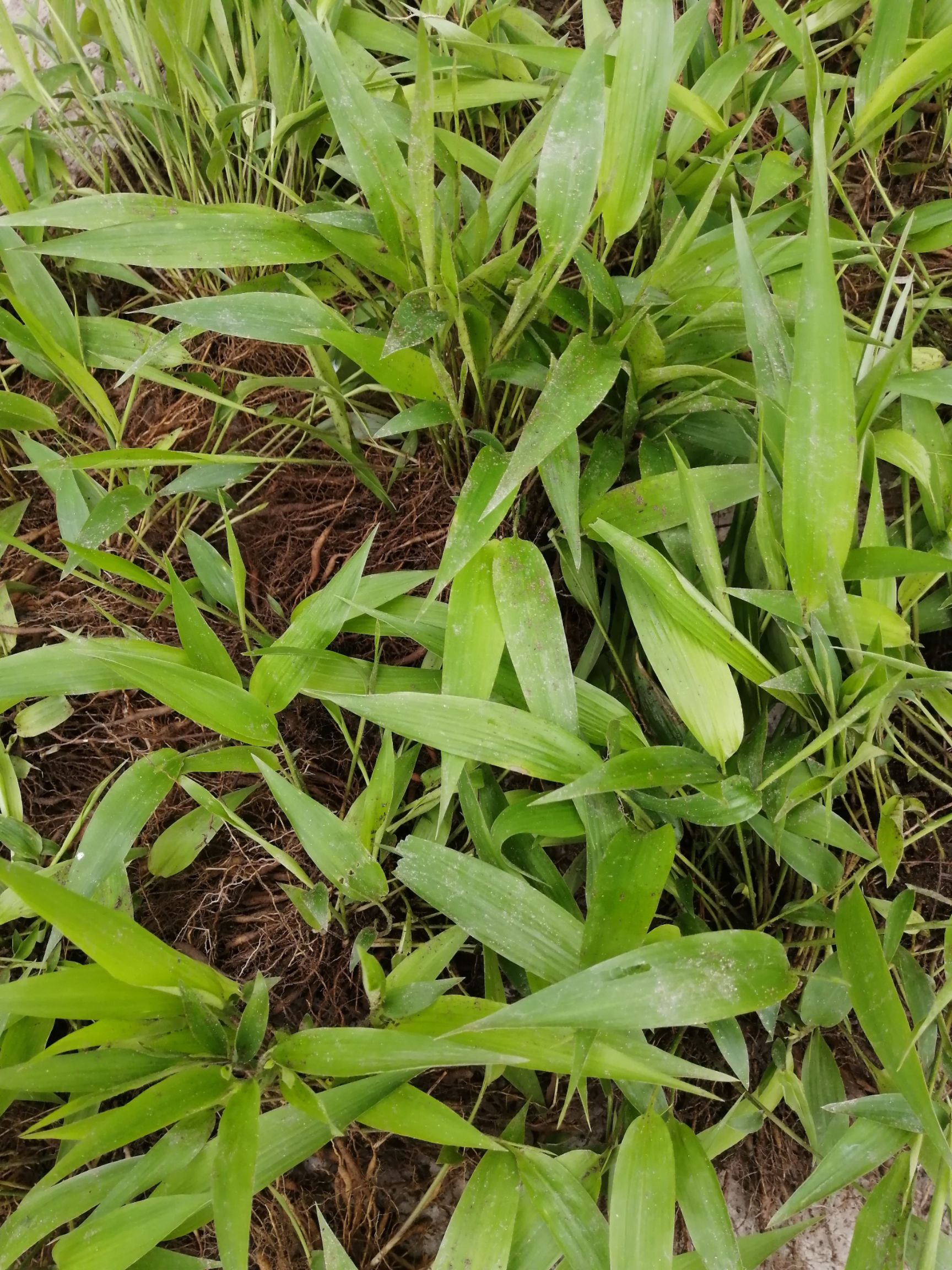 淡竹叶中药材种苗 淡竹叶园林绿化地被苗 淡竹叶基地大量提供